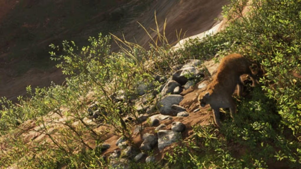 Mountain Lion- plenty nore Wildlife